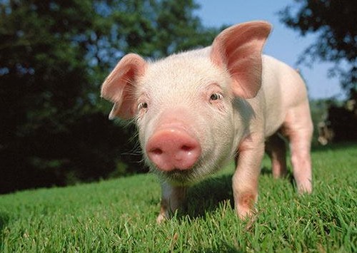 二四六香港期期中下一期預測：豬、狗、馬、牛,澳門一碼一特一中預測準不準繼續(xù)訪,戰(zhàn)略釋義、專家解讀解釋與落實-防范不實的迷霧