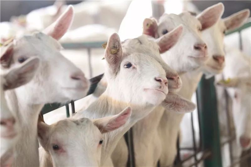 新澳今晚一肖一特預測和投放及新奧今晚預測一肖一特:馬、牛、羊、雞典型釋義、專家解讀解釋與落實?-小心不實的假廣告片